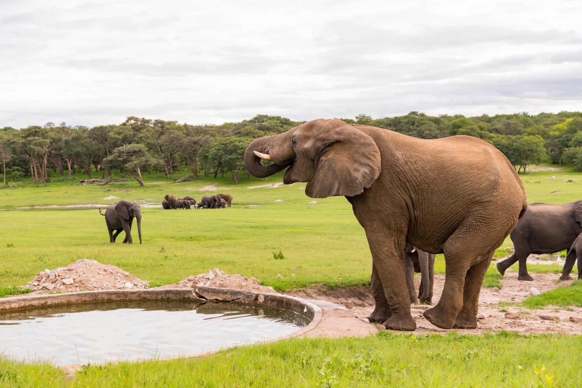 Hwange Safari Lodge Dete Экстерьер фото